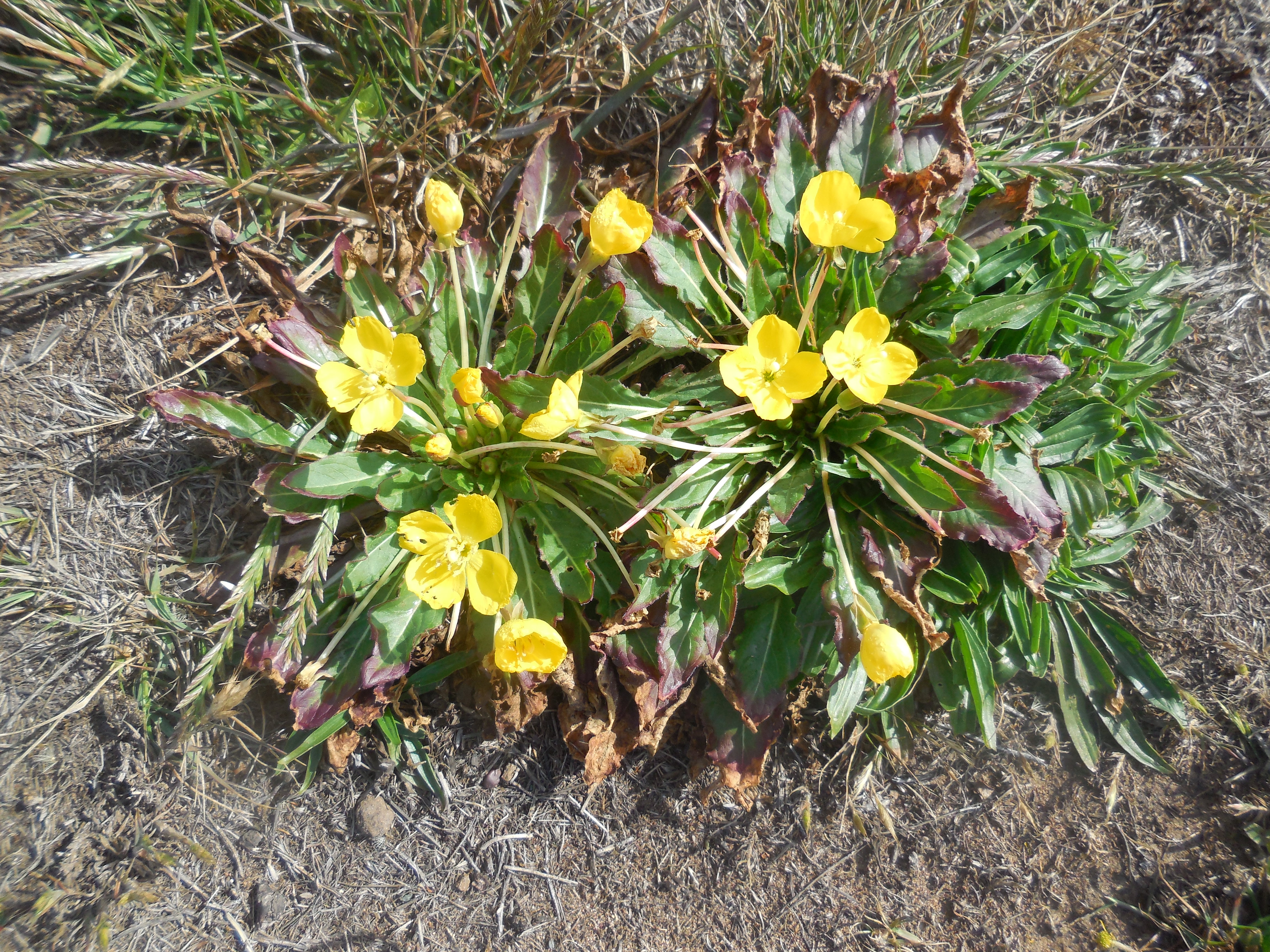 sun cup (Taraxia ovata)